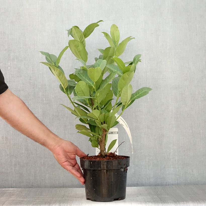 Esemplare di Lauroceraso Rotundifolia Vaso da 3L/4L consegnato in estate