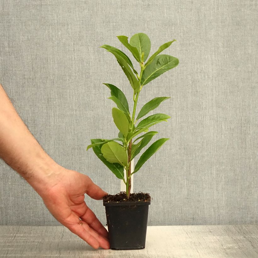 Example of Lauroceraso Rotundifolia Vasetto da 8/9 cm as you get in printemps