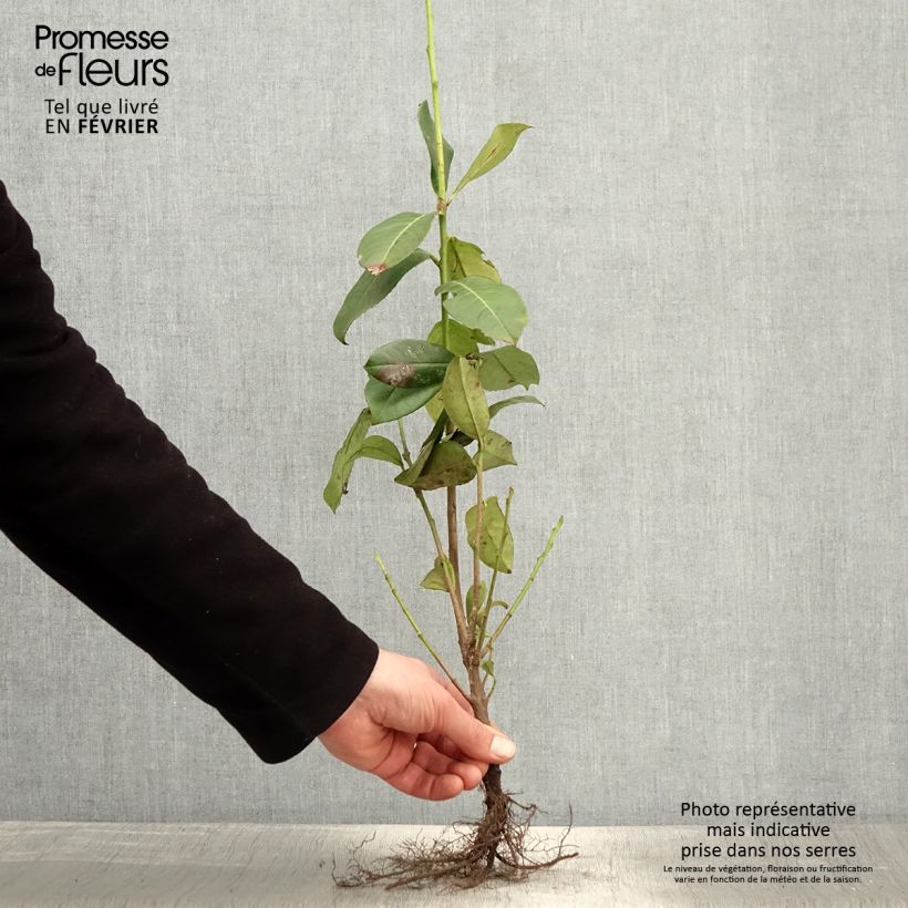 Example of Lauroceraso Rotundifolia Piante piccole a radice nuda as you get in hiver