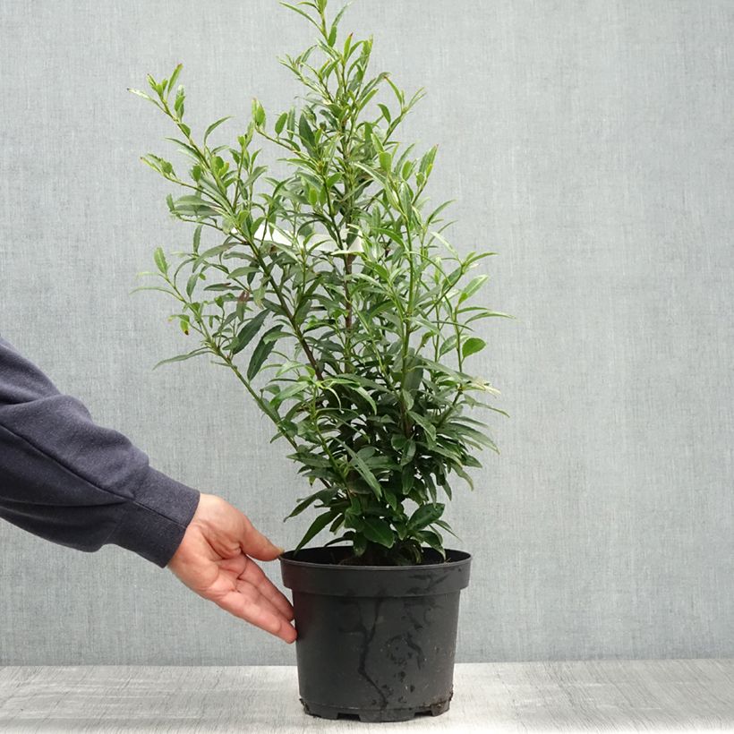 Example of Lauroceraso Sofia Vaso da 3L/4L as you get in printemps