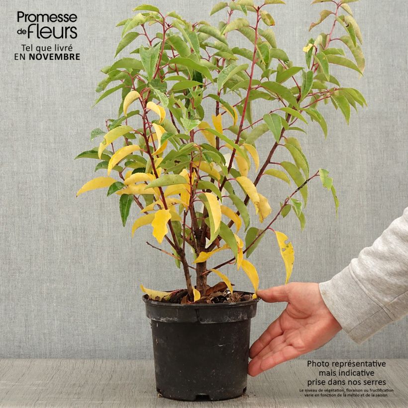 Esemplare di Prunus lusitanica Variegata - Lauro del Portogallo Vaso da 3L/4L come consegnato in autunno