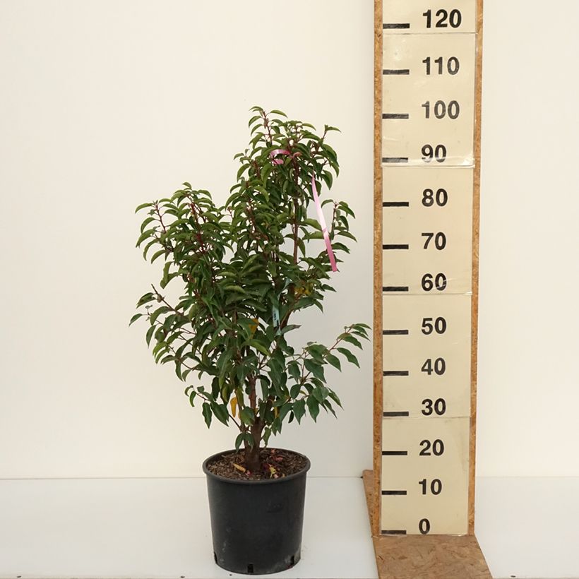 Esemplare di Prunus lusitanica Brenelia - Lauro del Portogallo Vaso da 7,5L/10L come consegnato in autunno