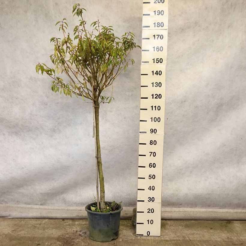 Esemplare di Prunus lusitanica Myrtifolia - Lauro del Portogallo Vaso da 12L/15L, Vaso impalcato medio come consegnato in autunno