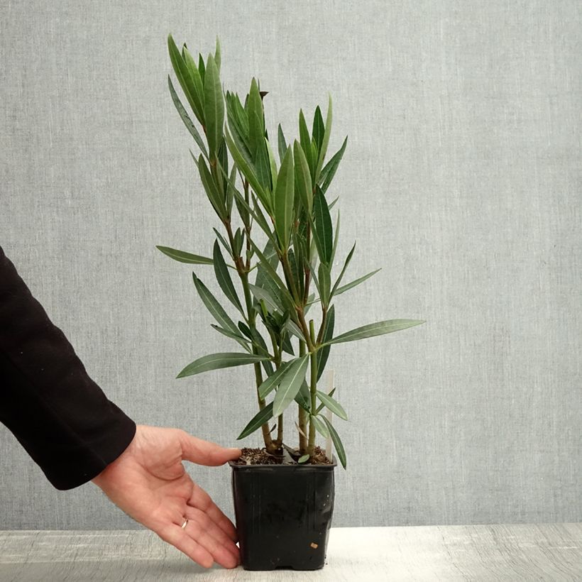 Esemplare di Nerium oleander Caro - Oleandro Vaso da Ø 10 cm/11 cm come consegnato in autunno