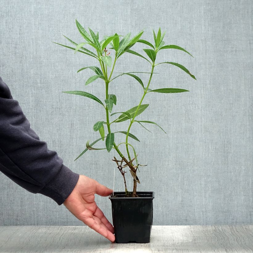 Esemplare di Nerium oleander Caro - Oleandro Vaso da Ø 10 cm/11 cm consegnato in estate