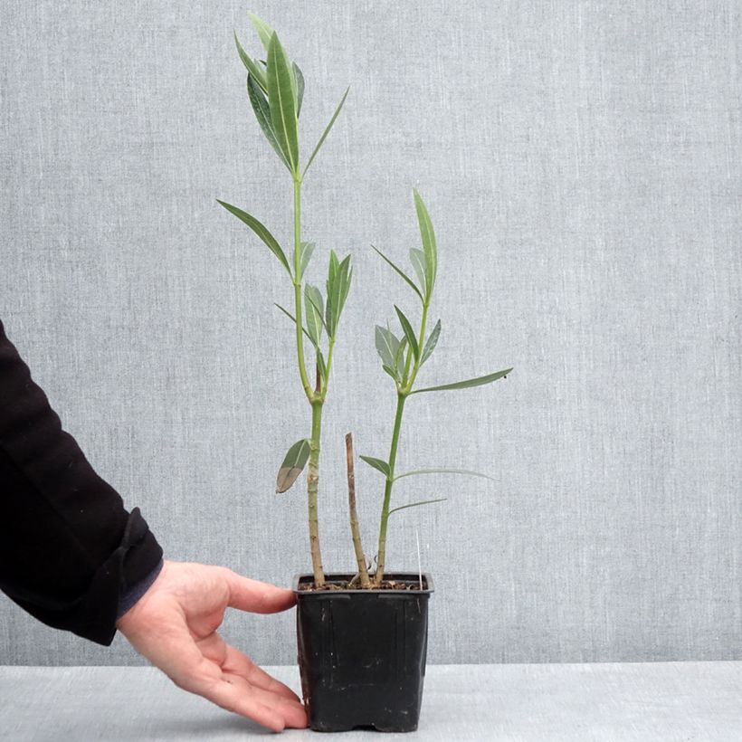 Nerium oleander Caro - Oleandro Vaso da Ø 10 cm/11 cm esemplare consegnato in primavera