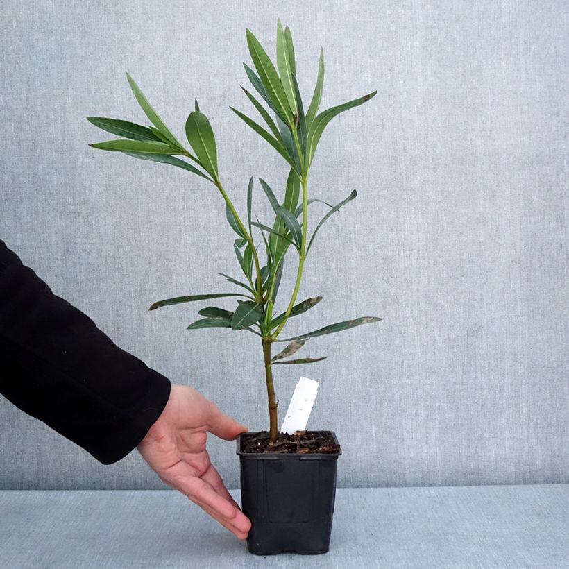 Example of Nerium oleander Commandant Barthélemy - Oleandro Vaso da Ø 10 cm/11 cm as you get in printemps