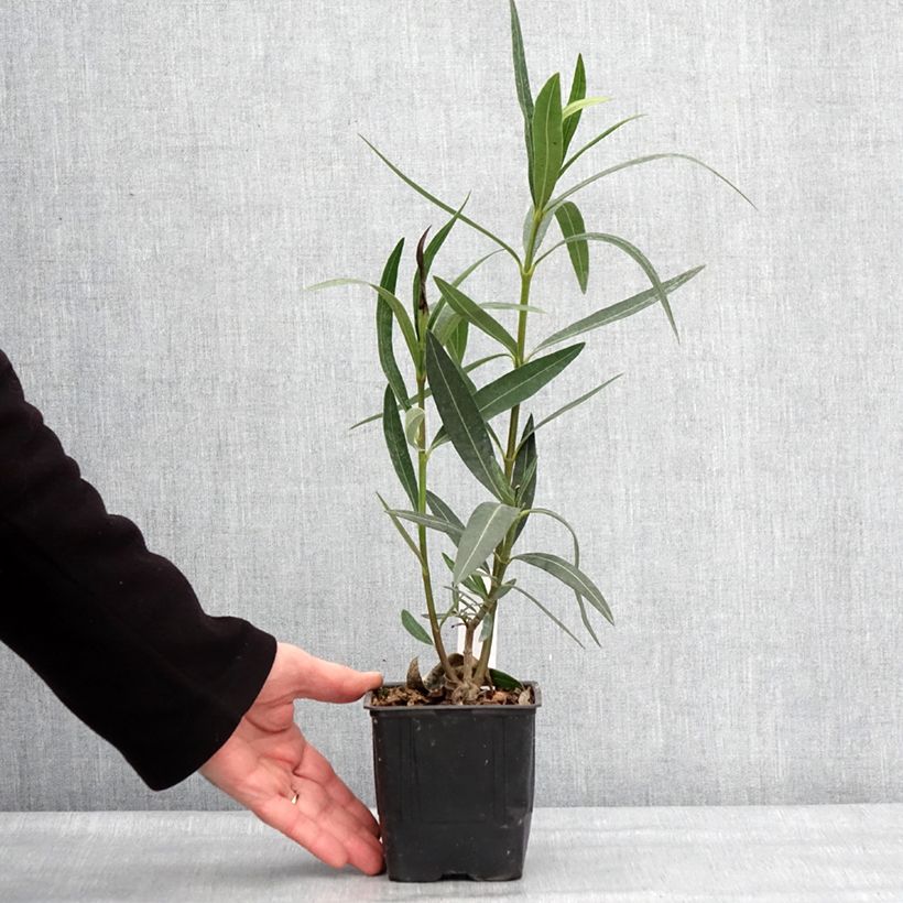 Example of Nerium oleander Docteur Ragioneri - Oleandro Vaso da Ø 10 cm/11 cm as you get in hiver