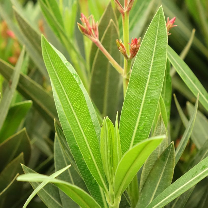Nerium oleander Emilie - Oleandro (Foliage)
