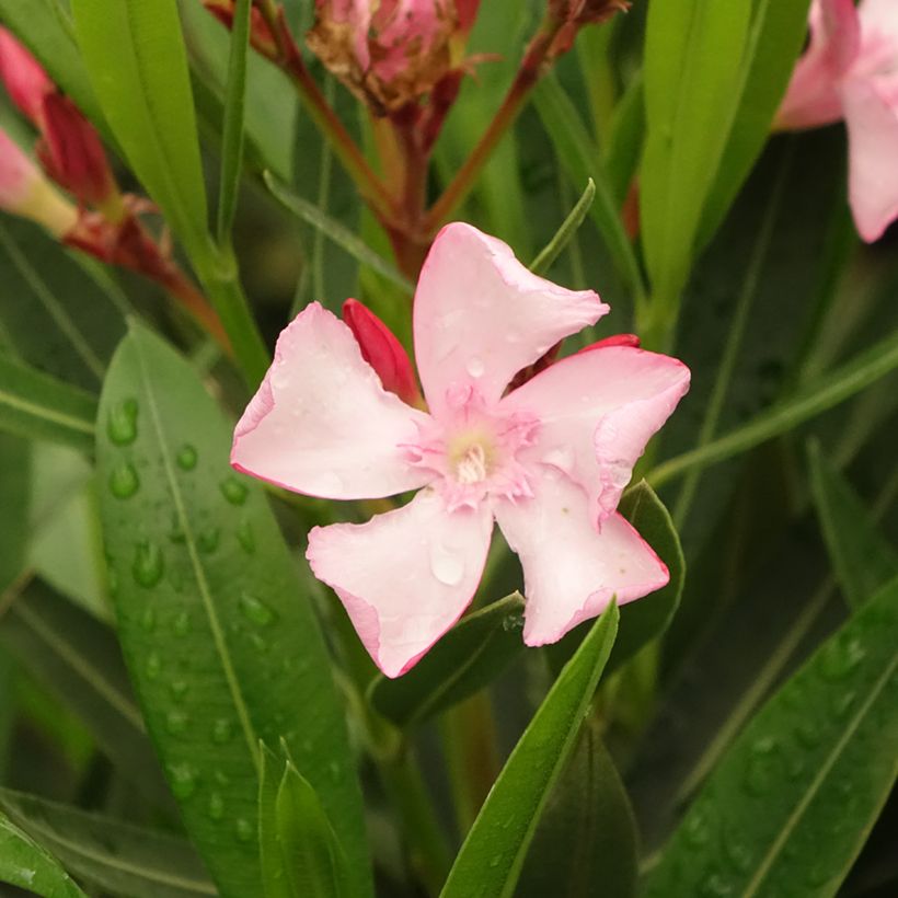 Nerium oleander Emilie - Oleandro (Flowering)