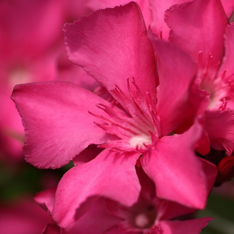 Nerium oleander Italia - Oleandro (Flowering)