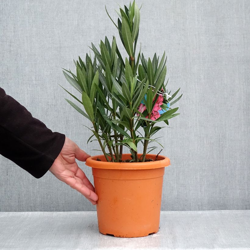 Esemplare di Nerium oleander Italia - Oleandro Vaso da 3L/4L, A cespuglio come consegnato in autunno