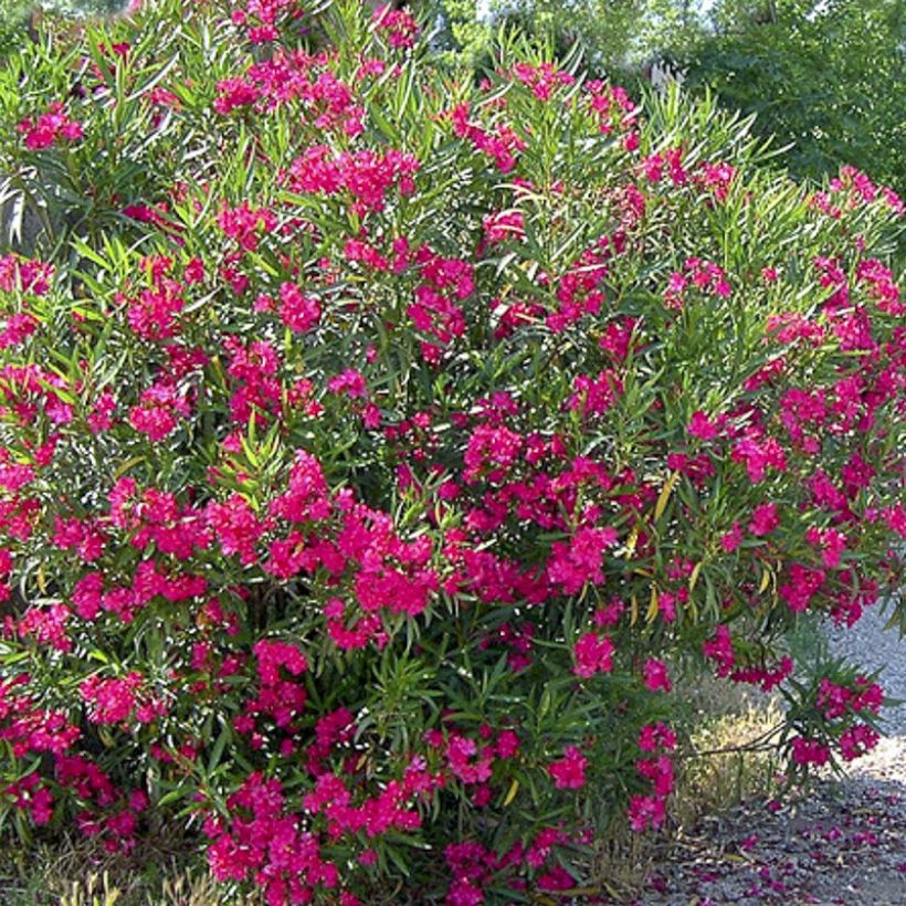 Nerium oleander Jannoch - Oleandro (Flowering)