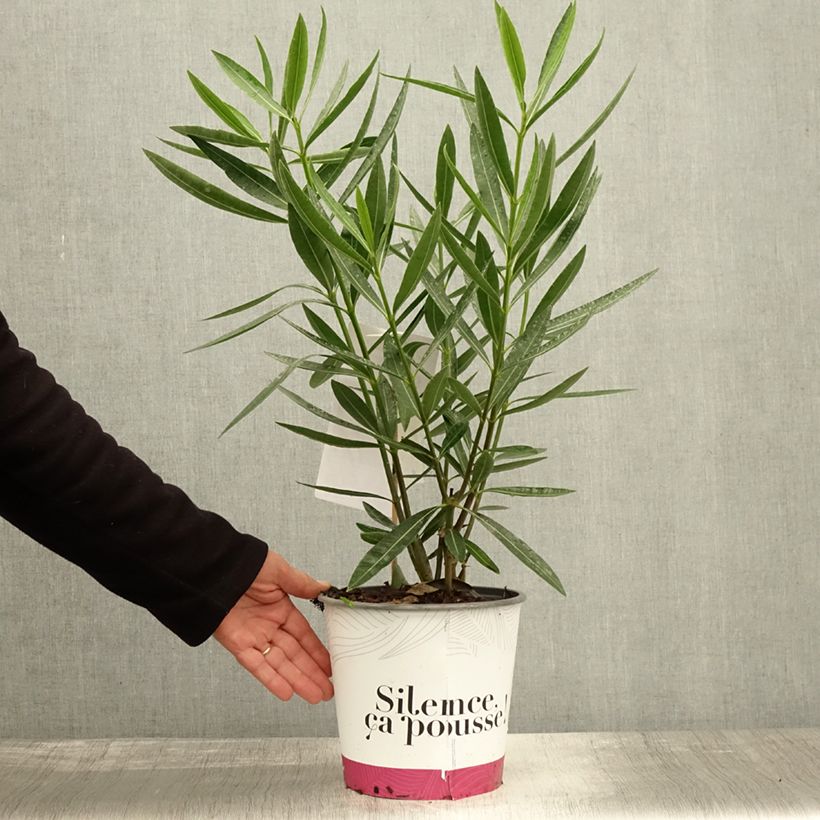 Esemplare di Nerium oleander Jannoch - Oleandro Vaso da 3L/4L, A cespuglio come consegnato in autunno