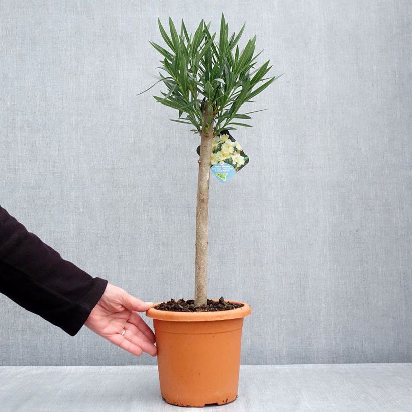 Example of Nerium oleander Luteum Plenum - Oleandro Vaso da 2L/3L, Rosa a mini-alberello as you get in automne