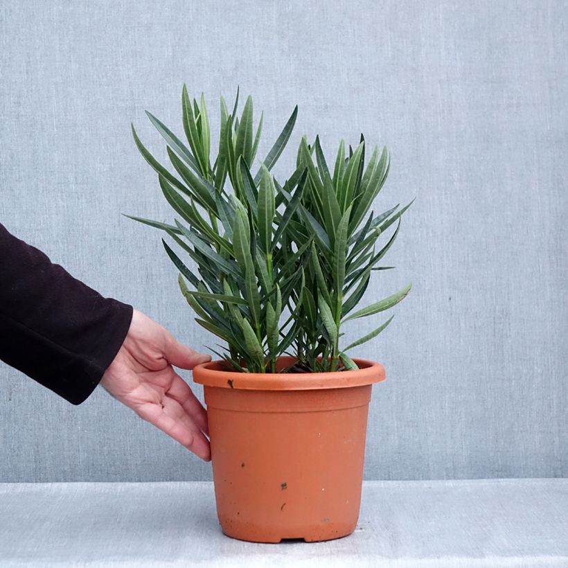 Esemplare di Nerium oleander Luteum Plenum - Oleandro Vaso da 3L/4L, A cespuglio come consegnato in autunno