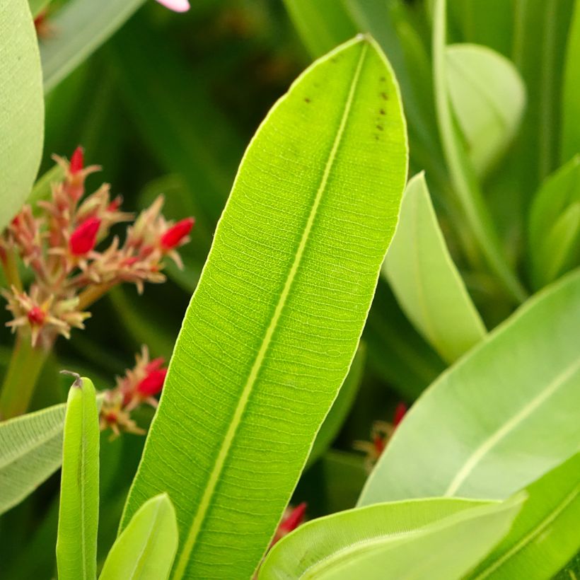 Nerium oleander Magaly – Oleandro (Fogliame)