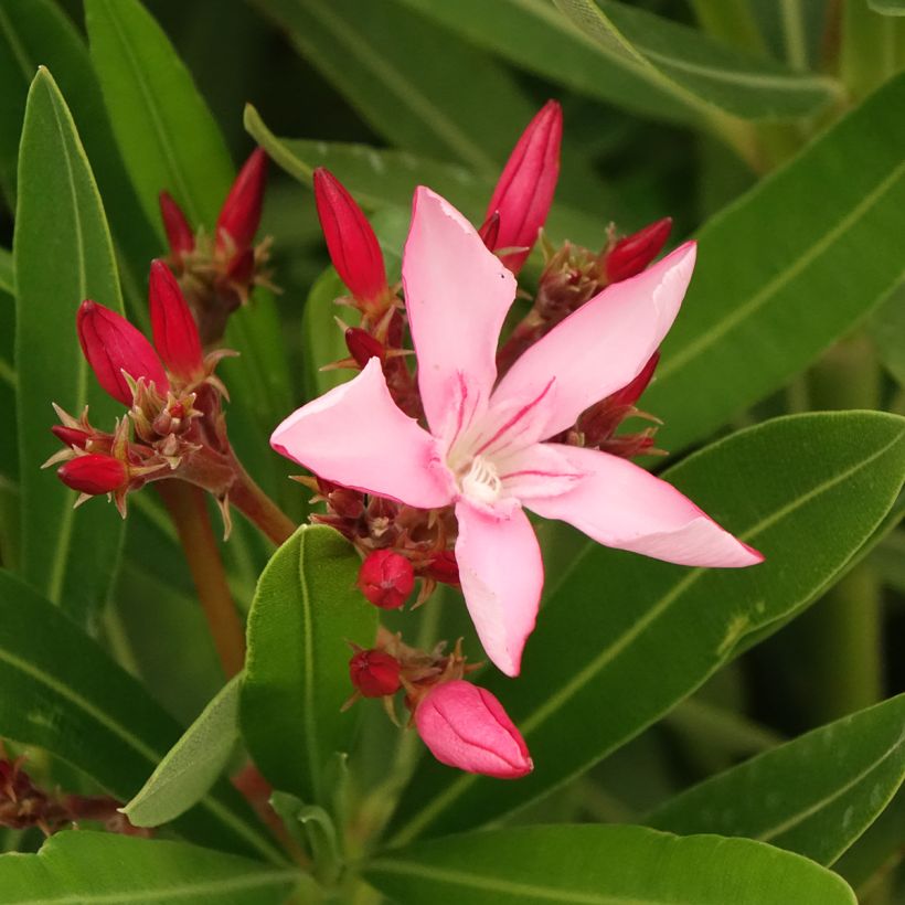 Nerium oleander Magaly – Oleandro (Fioritura)