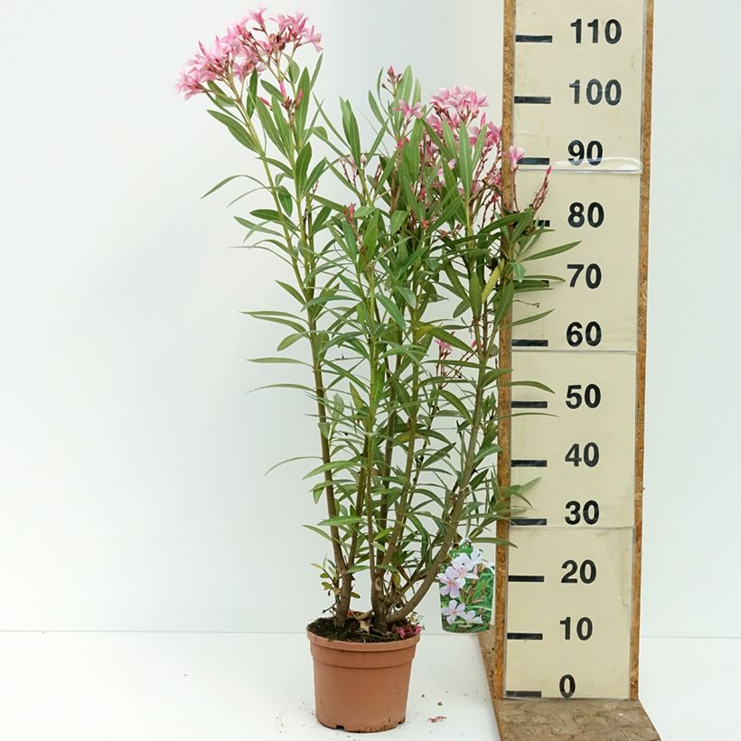 Esemplare di Nerium oleander Magaly – Oleandro Vaso da 3L/4L consegnato in estate
