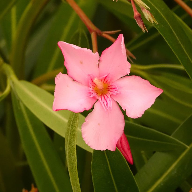 Nerium oleander Margarita – Oleandro (Fioritura)