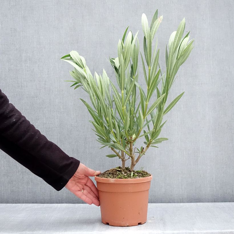 Example of Nerium oleander Marie Gambetta - Oleandro Vaso da 3L/4L as you get in hiver