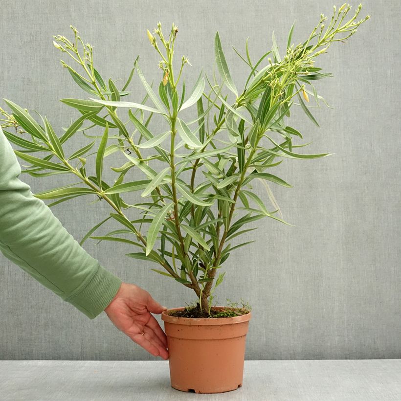 Nerium oleander Marie Gambetta - Oleandro Vaso da 3L/4L esemplare consegnato in primavera