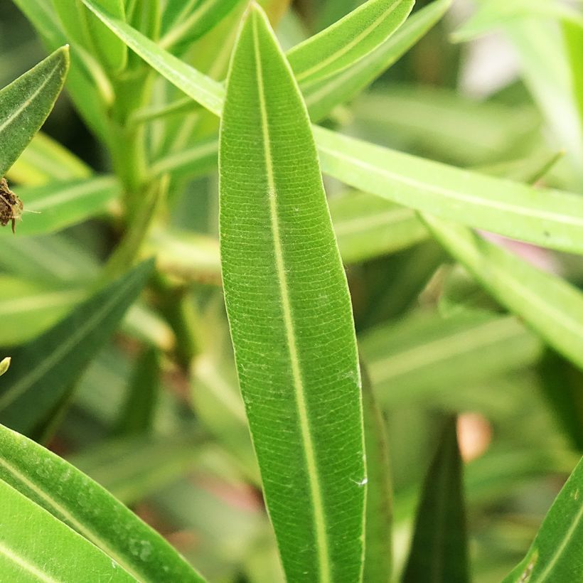 Nerium oleander Maurin des Maures – Oleandro (Fogliame)