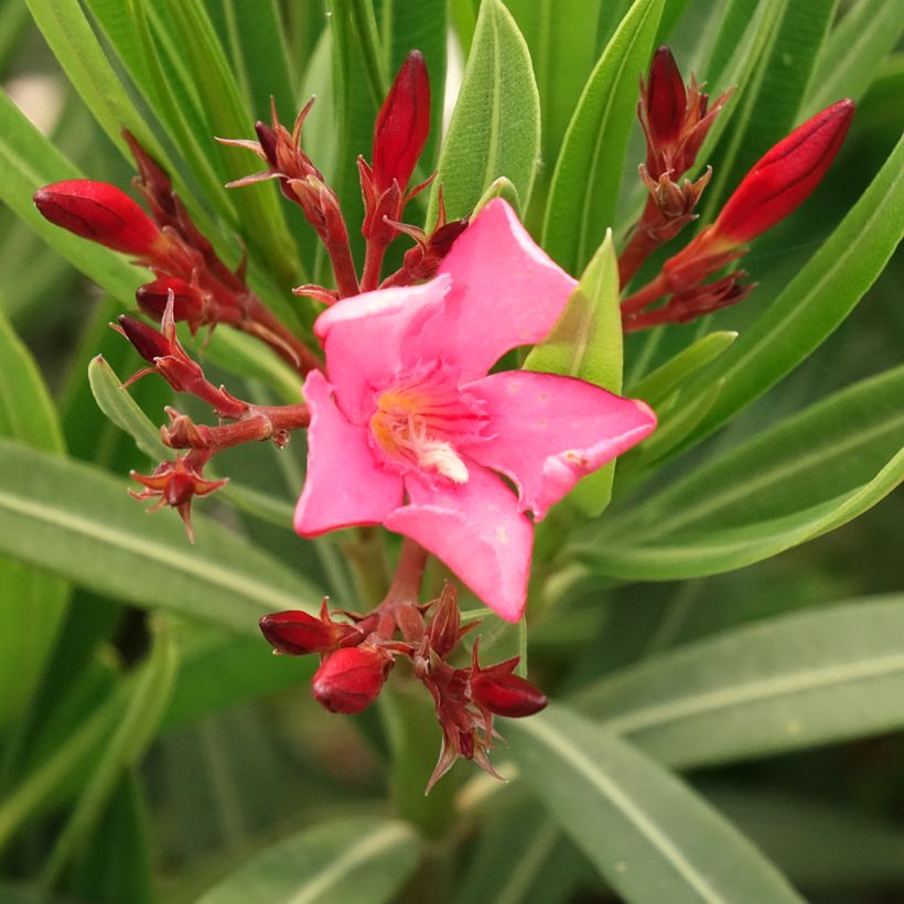 Nerium oleander Maurin des Maures – Oleandro (Fioritura)