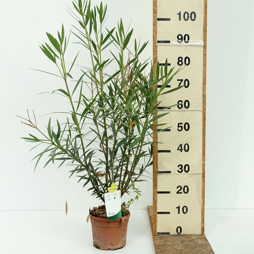 Esemplare di Nerium oleander Maurin des Maures – Oleandro Vaso da 3L/4L consegnato in estate