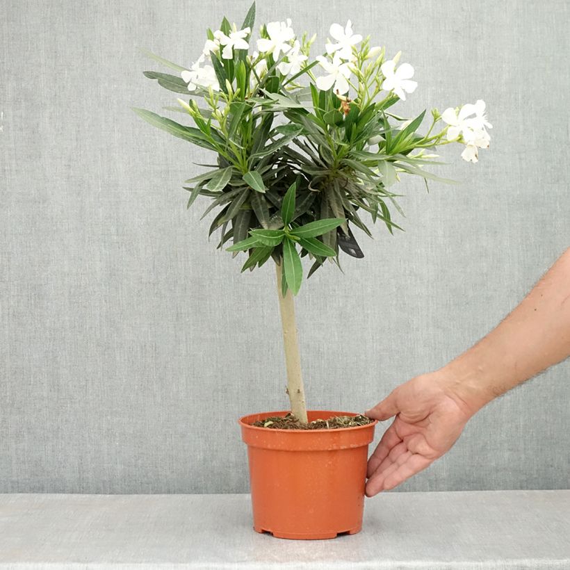 Example of Nerium oleander White - Oleandro Vaso da 2L/3L, Rosa a mini-alberello as you get in printemps