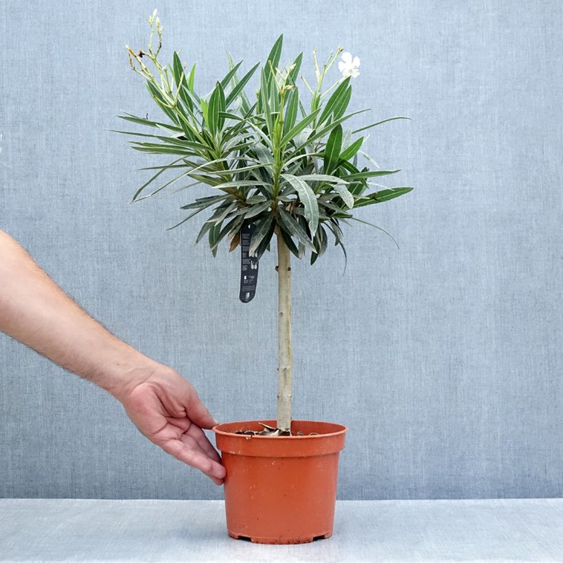Esemplare di Nerium oleander White - Oleandro Vaso da 2L/3L, Rosa a mini-alberello consegnato in estate