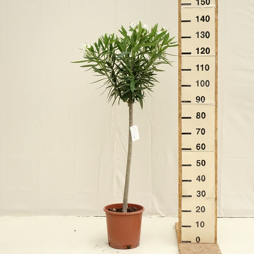 Example of Nerium oleander White - Oleandro Vaso da 7,5L/10L, Vaso impalcato basso as you get in printemps
