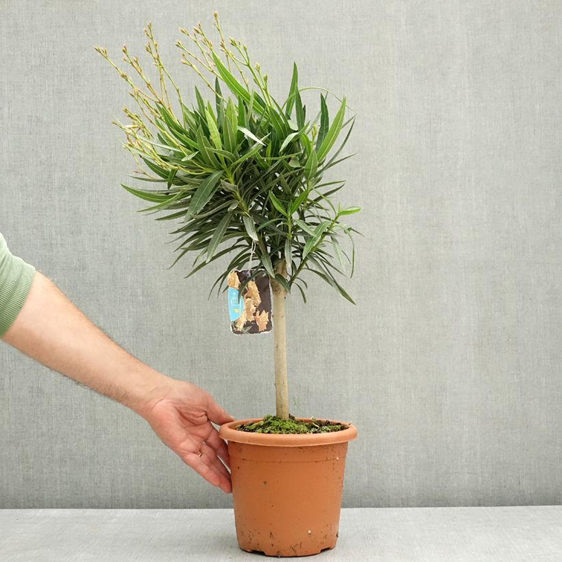 Nerium oleander Yellow - Oleandro Vaso da 2L/3L, Rosa a mini-alberello esemplare consegnato in primavera