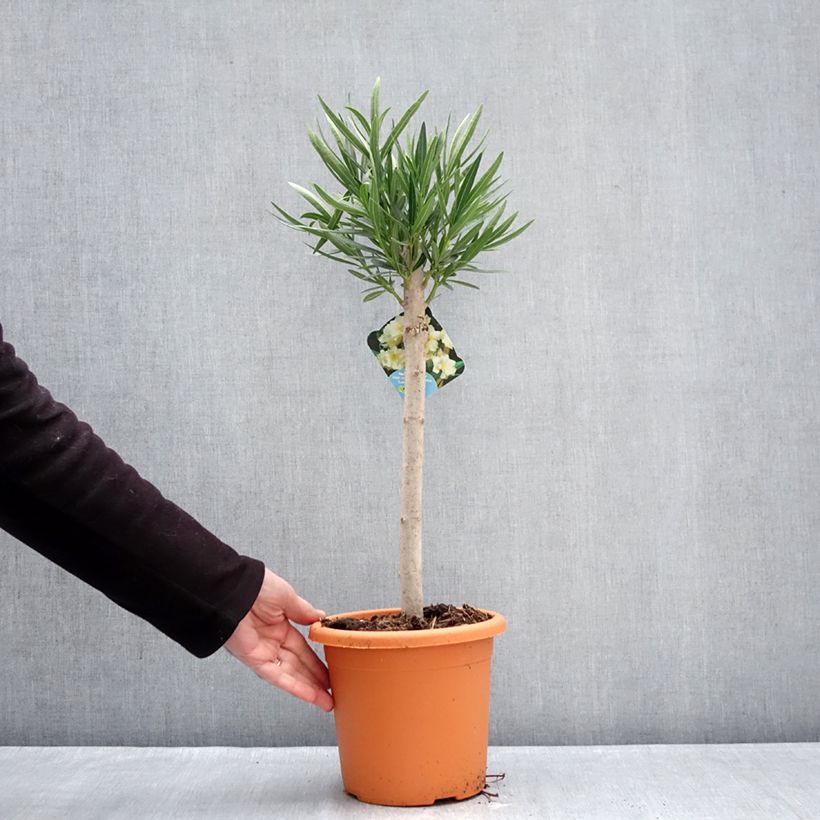 Example of Nerium oleander Yellow - Oleandro Vaso da 2L/3L, Rosa a mini-alberello as you get in hiver
