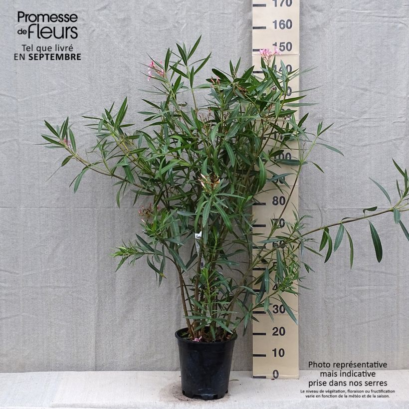 Esemplare di Nerium oleander - Oleandro Vaso da 6L/7L come consegnato in autunno