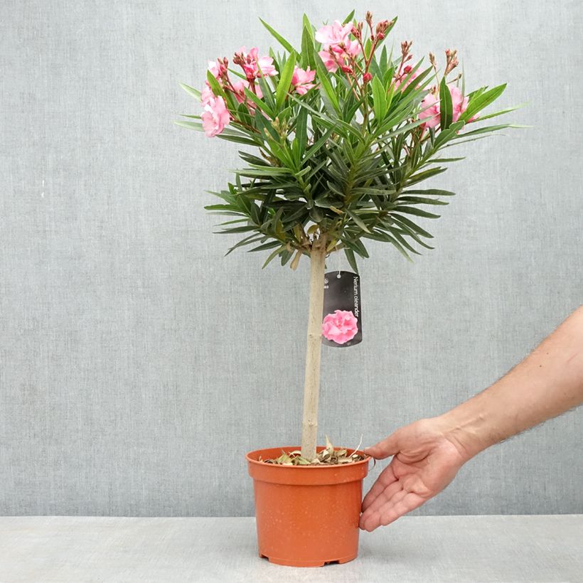 Example of Nerium oleander - Oleandro Vaso da 2L/3L, Rosa a mini-alberello as you get in printemps