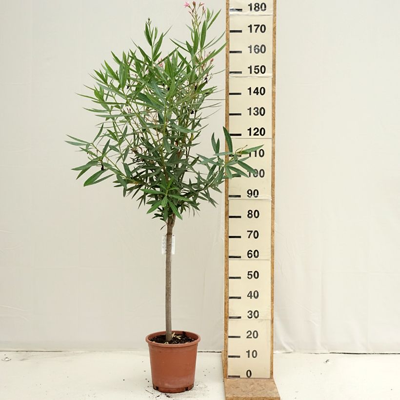 Esemplare di Nerium oleander - Oleandro Vaso da 7,5L/10L, Vaso impalcato basso consegnato in estate
