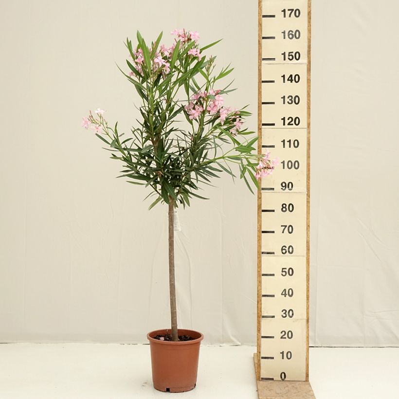 Example of Nerium oleander - Oleandro Vaso da 7,5L/10L, Vaso impalcato basso as you get in printemps