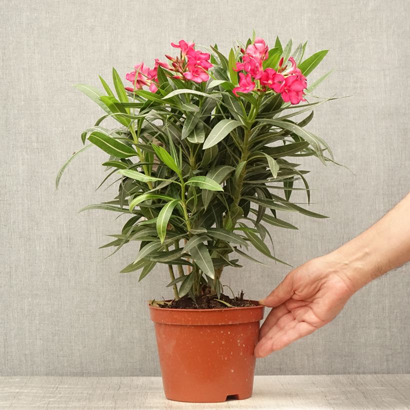 Esemplare di Nerium oleander Double Red - Oleandro Vaso da 2L/3L, A cespuglio consegnato in estate
