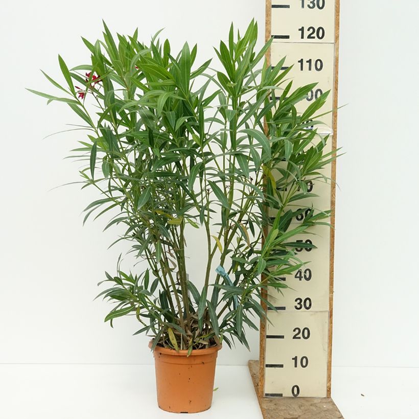 Esemplare di Nerium oleander Simple Red - Oleandro Vaso da 6L/7L consegnato in estate