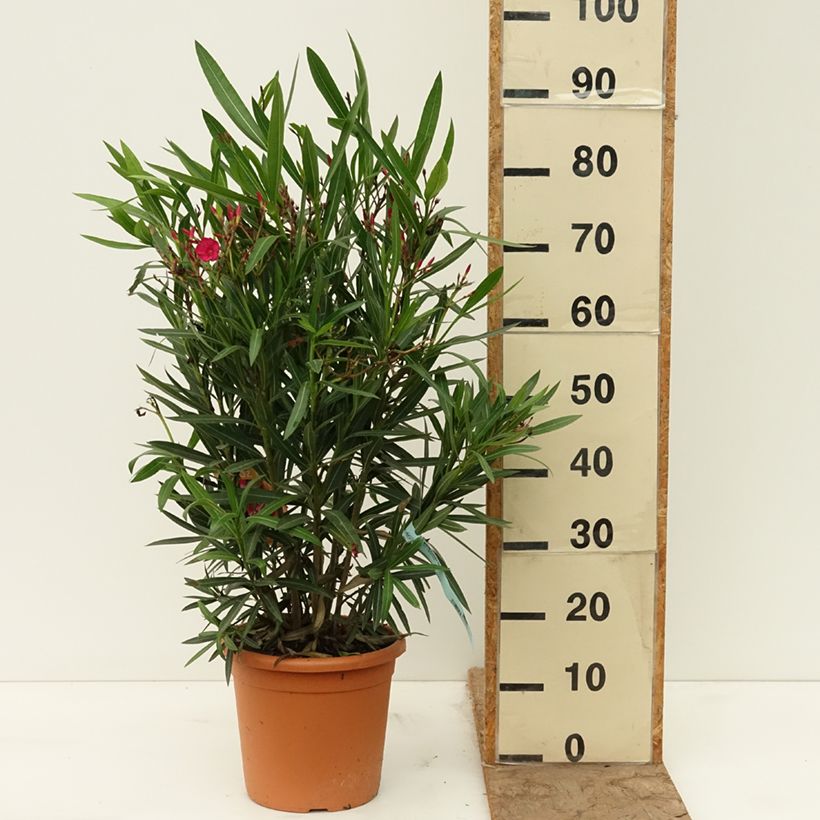 Nerium oleander Simple Red - Oleandro Vaso da 6L/7L esemplare consegnato in primavera