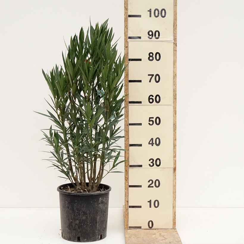 Nerium oleander Simple Red - Oleandro Vaso da 6L/7L esemplare consegnato in inverno