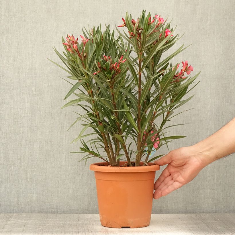 Esemplare di Nerium oleander Papa Gambetta - Oleandro Vaso da 2L/3L, A cespuglio consegnato in estate