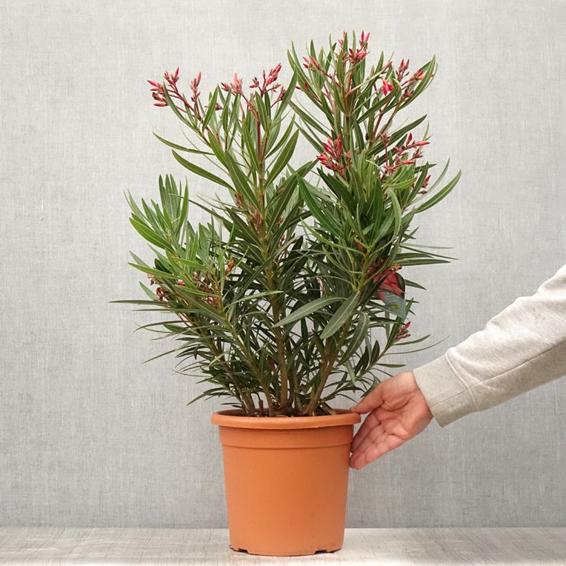 Esemplare di Nerium oleander Papa Gambetta - Oleandro Vaso da 7,5L/10L consegnato in estate