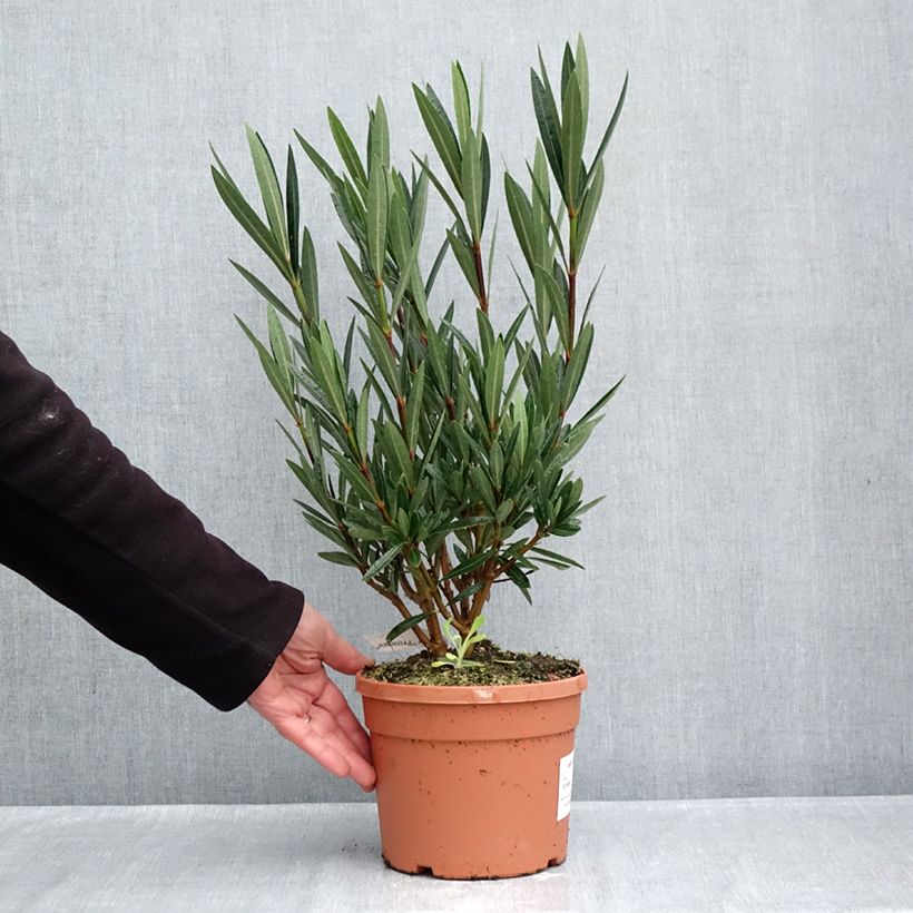Esemplare di Nerium oleander Papa Gambetta - Oleandro Vaso da 7,5L/10L come consegnato in autunno