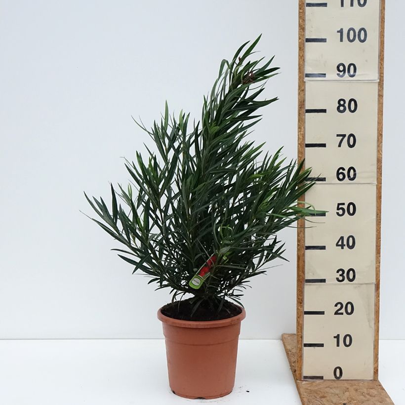 Esemplare di Nerium oleander Provence - Oleandro Vaso da 3L/4L, A cespuglio come consegnato in autunno