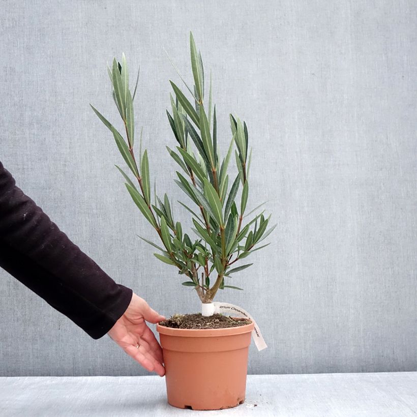 Example of Nerium oleander Provence - Oleandro Vaso da 3L/4L, A cespuglio as you get in hiver