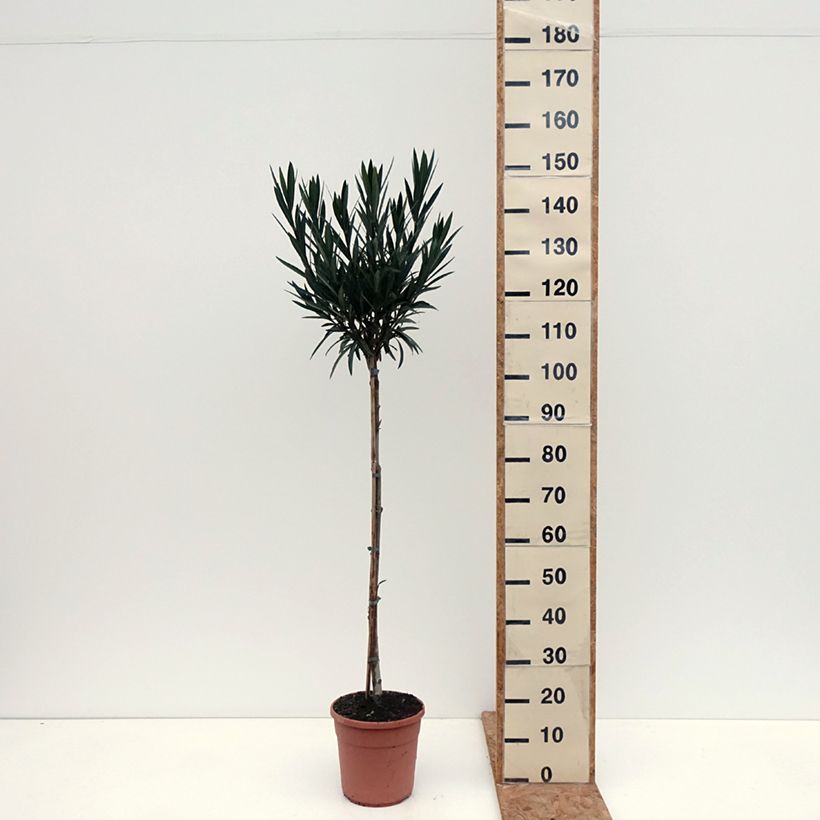 Esemplare di Nerium oleander Provence - Oleandro Vaso da 6L/7L, Vaso impalcato medio come consegnato in autunno