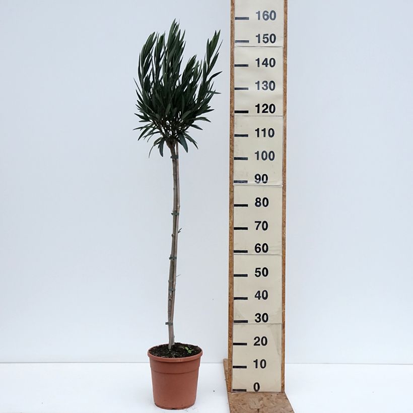Example of Nerium oleander Provence - Oleandro Vaso da 6L/7L, Vaso impalcato medio as you get in hiver