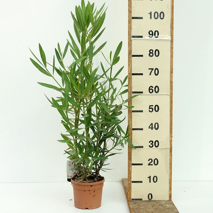 Esemplare di Nerium oleander Sealy Pink – Oleandro Vaso da 3L/4L consegnato in estate